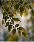 Leaves in soft light